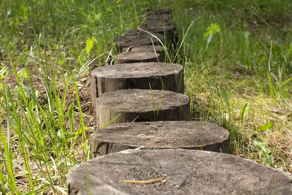 ormanda kütüklerin yolu