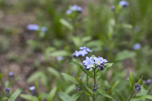 ormanda kütüklerin yolu