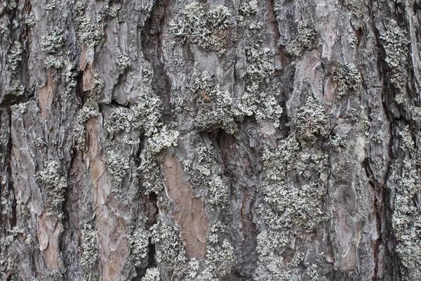 ormanda kütüklerin yolu