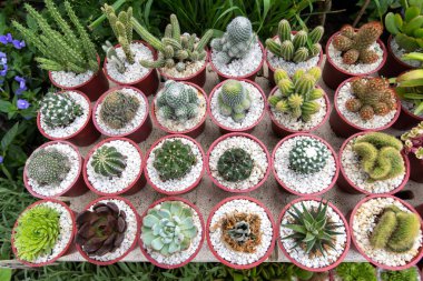 Çeşitli kaktüs çeşitleri, Filipinler