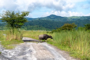 Güzel manzara Mt. Pinatubo, Filipinler