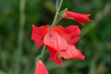 Banaue, Filipinler, güzel kır çiçeği