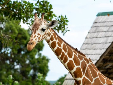 Sevimli Zürafa yüz Calauit Safari Parkı ', Palawan, Filipinler