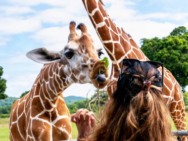 Çim, Calauit Safari Park, Palawan, Filipinler yeme zürafa
