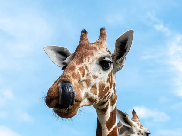 Cute giraffe face in the Calauit Safari Park, Palawan, Philippines