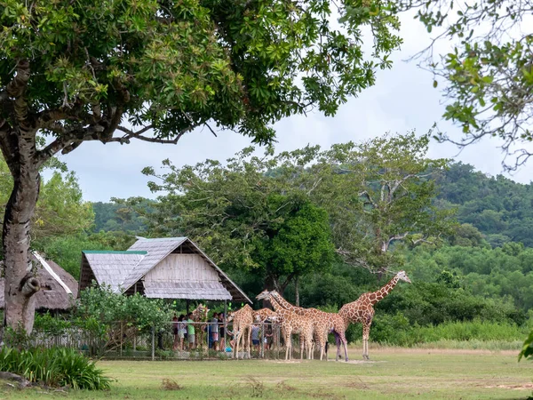 zürafa, Calauit Safari Park, Palawan, Filipinler