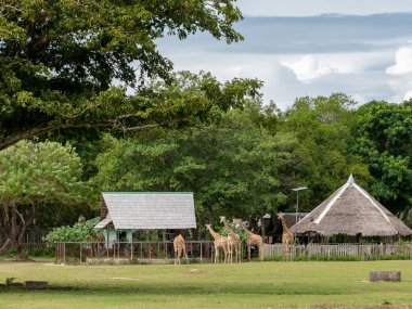 Kasım 15,2018 turist Calauit Safari, Palawan, Filipinler zürafa besleme