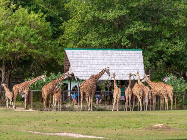 Kasım 15,2018 turist Calauit Safari, Palawan, Filipinler zürafa besleme