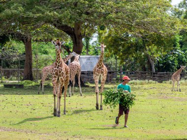 Kasım 15,2018 A görevli bir zürafa, Calauit Safari, Palawan, Filipinler beslemek hazırlanıyor
