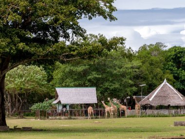 Kasım 15,2018 turist Calauit Safari, Palawan, Filipinler zürafa besleme