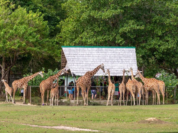 Kasım 15,2018 turist Calauit Safari, Palawan, Filipinler zürafa besleme