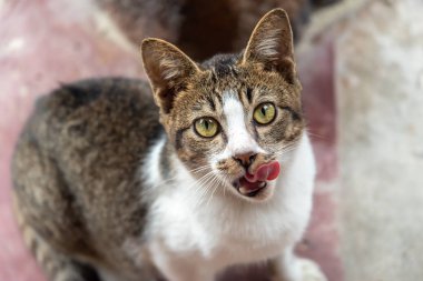Açık ağız, Türkiye ile şirin kedi