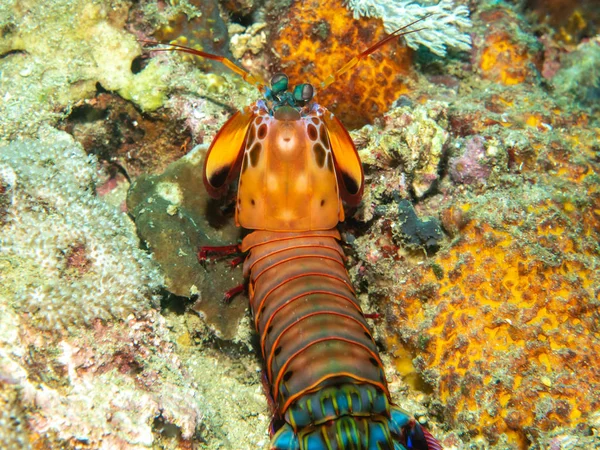 Mantis креветки на кораловому — стокове фото