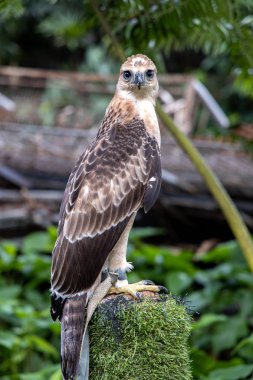 Ağaçta oturan bir kartal