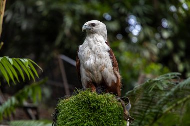 Ağaçta oturan bir kartal