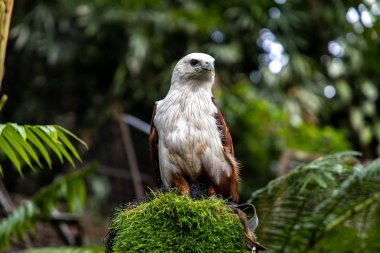 Ağaçta oturan bir kartal