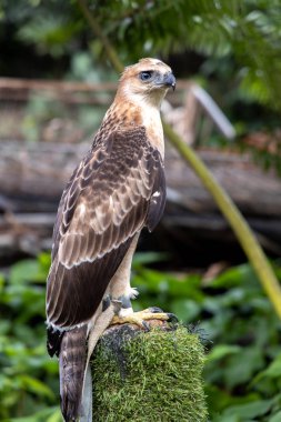 Ağaçta oturan bir kartal