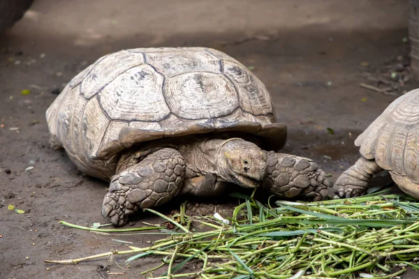 Lille skildpadde spiser mad - Stock-foto