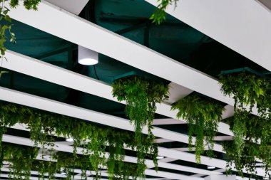 Asılı Yeşil Bitkiler ve Işıklandırma ile Modern Tavan Tasarımı. Doğal yeşilliğe sahip modern mimari, yeni ve şık bir kapalı mekan ortamı yaratıyor. Çevre dostu tasarım ve sürdürülebilir yaşam.