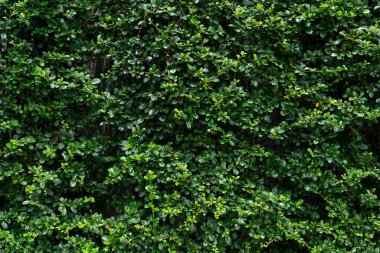 Yeşil Yaprak Duvarı Doğal Arkaplan. Taze yeşil yapraklar yoğun bir doğal çit oluşturuyor, tasarım ve dekorasyonda arka plan, doku veya çevre dostu bir kavram olarak kullanılmak için mükemmel..