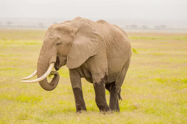 肯尼亚安博塞利公园大草原上的巨型大象被隔离在小径上 — 图库照片