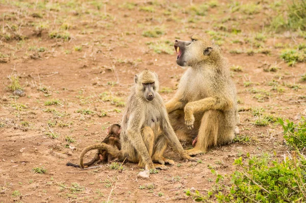 ケニアのアンボセリ公園のサバンナの彼らの背部の彼らの幼いこどもを持つ つのヒヒ — ストック写真