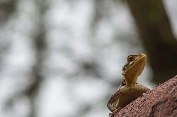 Lagarto Llamado Colonos Agame Sabana Del Parque Amboseli Kenia —  Fotos de Stock