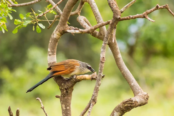 Burchell Cuckoo Sentado Uma Filial Com Uma Borboleta Bico Parque — Fotografia de Stock