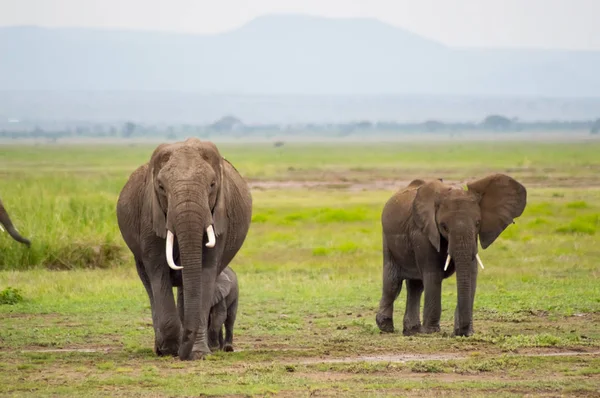 Família Elefantes Savana Campo Amboseliau Park Quênia — Fotografia de Stock