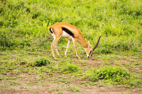 Gazelle Thomson Broutant Dans Savane Parc Ambosseli Kenya — Photo