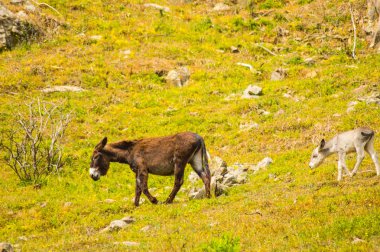 Bir eşek ve onun eşek Sicilya dağlarında bir çayırda