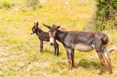 Bir eşek ve onun eşek Sicilya dağlarında bir çayırda