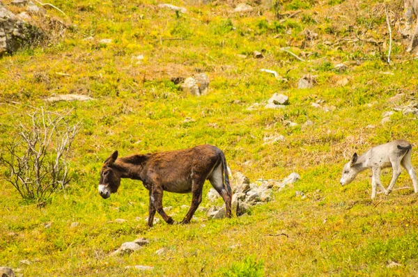 Bir eşek ve onun eşek Sicilya dağlarında bir çayırda