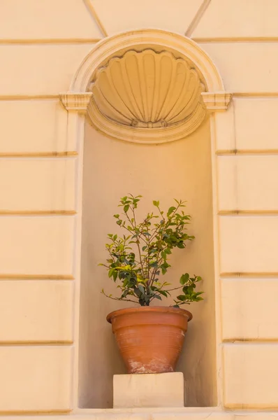 Pot Olive Tree Niche Arch Facade Mistreta Northern Sicily — Stock Photo, Image