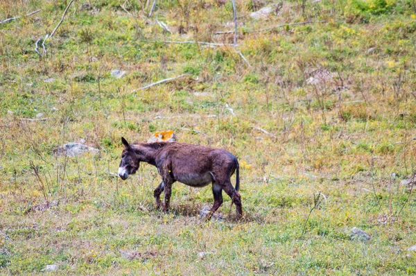 Ein Esel Auf Einem Hügel Auf Einer Wiese Den Sizilianischen — Stockfoto