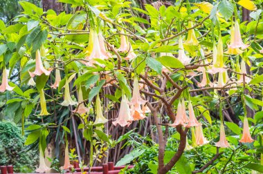 Yakın çekim Brugmansia Ambosseli Park Kenya bir otelin bahçesinde içinde ağaç