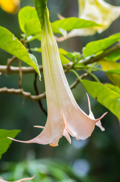 Close up on a tree a brugmansia flower in the gardens of a hotel in ambosseli park in Kenya