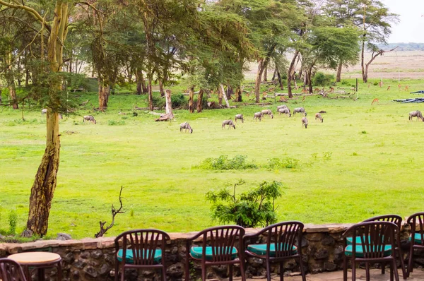 Terrace with armchairs overlooking Amboseli Park for watching animals such as wildebeest or impala