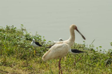 Bir su birikintisinin Nairobi Kenya park boyunca AK kaşıkçı