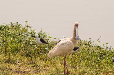 Bir su birikintisinin Nairobi Kenya park boyunca AK kaşıkçı