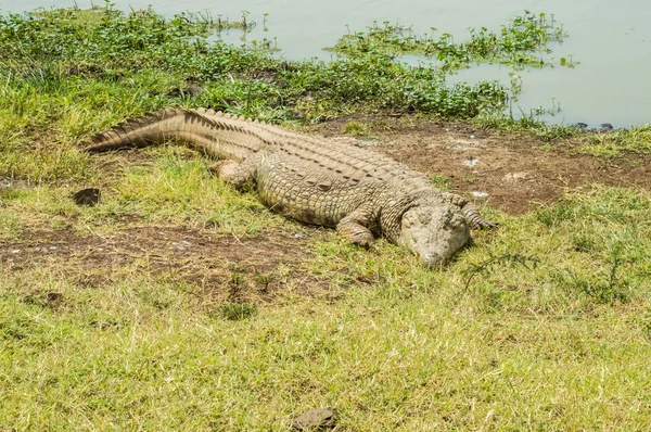 Crocodile Taking Nap Waterhole Nairobi Kenya Park — Stock Photo, Image