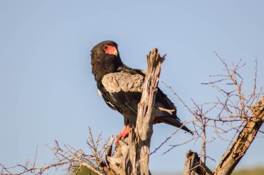 Kartal Tsavo West Park Kenya'da Ölü bir ağaç üzerinde şeritli