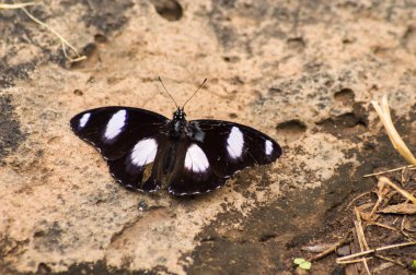 Siyah beyaz noktalar lay bir lav kayaya ambosseli Park Kenya ile kelebek