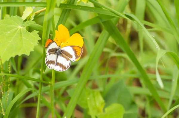 Papillon Blanc Brun Avec Des Taches Orange Posées Sur Une — Photo