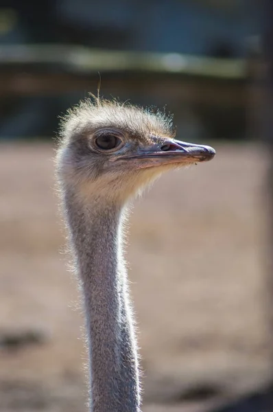 Close Head Ostrich Park Pairi Daisa Belgium — Stock Photo, Image