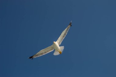 Martı kanatlı uçuşta aşağıdan bir mavi gökyüzü altında yaymak.