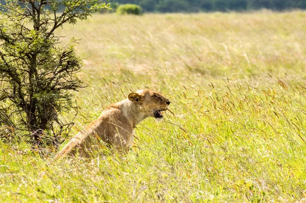 Leeuwin Zittend Savanne Van Het Nairobi Park Kenia Afrika — Stockfoto