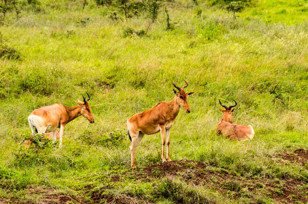 Три Гіроли Савані Парку Найробі Кенії Африка — стокове фото