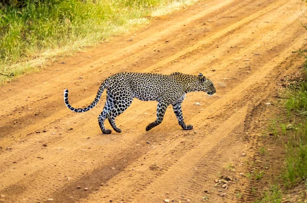 肯尼亚中部Samburu公园 一只猎豹穿过小径 — 图库照片