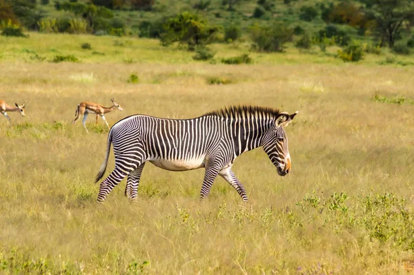 Izolovaná Zebra Procházky Savaně Samburu Park Střední Keni — Stock fotografie